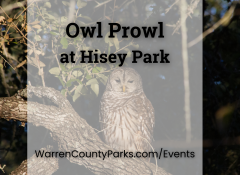 Barred owl perched in tree at night